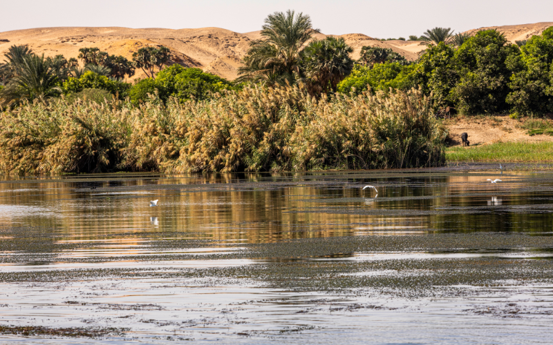 Les rives depuis le Nil depuis un bateau en Égypte